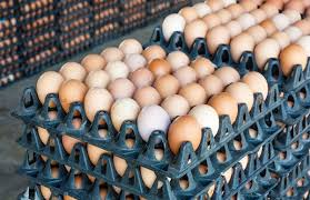 Current Retail Prices of Eggs (Per Crate) in Nigeria Today 2024