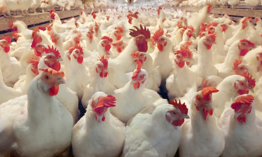 Price of Chicken (Broilers) In Nigeria