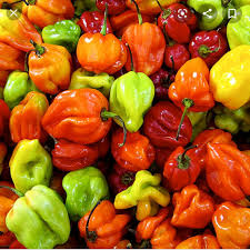 Price of Scotch Bonnet Pepper