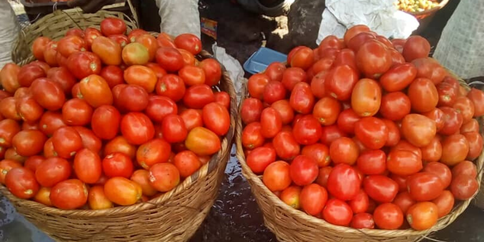 Today Price of Tomatoes