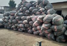 NDLEA launches massive raids in Lagos, Edo, Ondo, seizes 44,948kg drugs, 11 vehicles