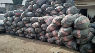 NDLEA launches massive raids in Lagos, Edo, Ondo, seizes 44,948kg drugs, 11 vehicles