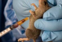 Nigeria records 1,035 Lassa fever cases, 174 deaths across 28 states – NCDC