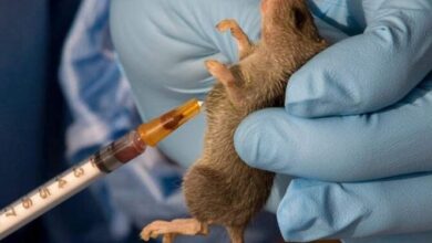 Nigeria records 1,035 Lassa fever cases, 174 deaths across 28 states – NCDC