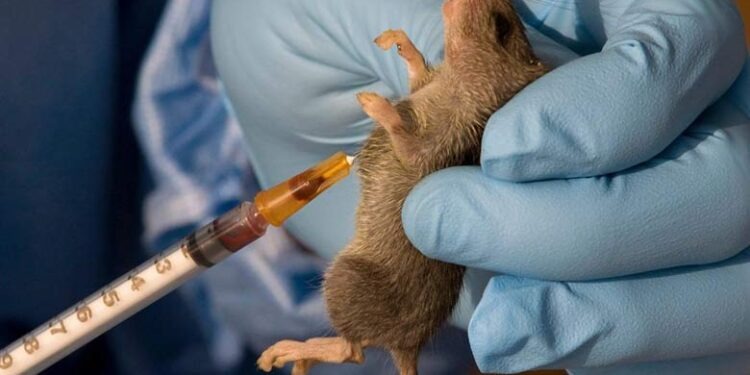 Nigeria records 1,035 Lassa fever cases, 174 deaths across 28 states – NCDC