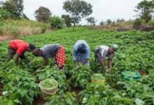 Food security: FG distributes 2.1m bags of fertilizers to farmers