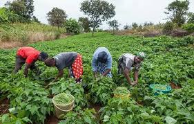 Food security: FG distributes 2.1m bags of fertilizers to farmers