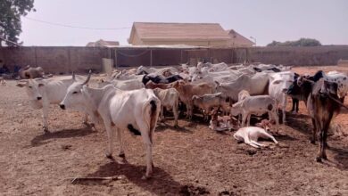 APC stalwart, 4 others killed in fresh herders attack in Otukpo