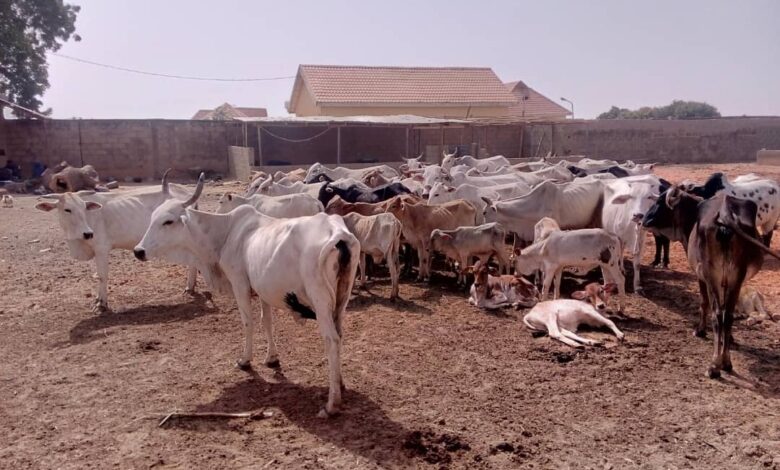 APC stalwart, 4 others killed in fresh herders attack in Otukpo