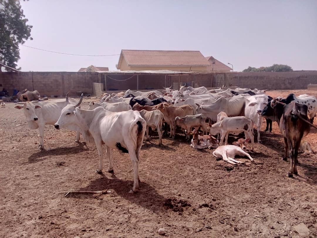 APC stalwart, 4 others killed in fresh herders attack in Otukpo