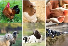 FMN launches 4th season Prize for Innovation on livestock farming