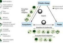 How natural and planted ecosystems contribute to climate change mitigation — Ecologist