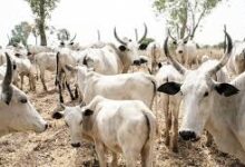 Scores killed, others injured as suspected herdsmen invade Ebonyi community