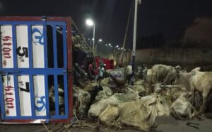 UPDATED: 14 injured as human, cow-laden truck falls from bridge in Plateau