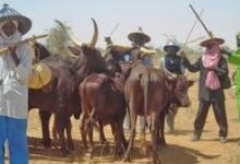 Herdsmen kidnap farmer in Delta